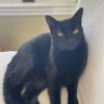 Mickey the cat