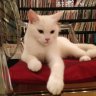jwbsings Snowball