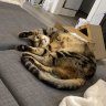 Niko's Mom