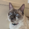 MadzMeow