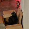 savnbinx