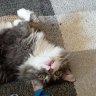 Purrrnella
