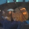 Morris and Clara