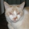 mtncat58
