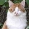 Tigger's Friend