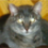 Olliecat
