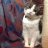 missMeows
