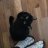 Sushi The Cat
