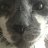 Catticus Maximus