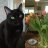 Shirleycat
