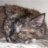 Cheryl & Whiskers (GA)