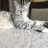 Zoeycat84