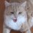 Ginger Cat