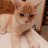 PussCatPrince - GA