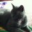 MyCatsAreBroken