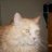mccat2