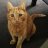 Douglas_my ginger cat