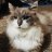 FarmKitty