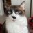 Artemisthecat