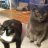 Rachel (Huey and Hershey)