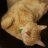 DexterMeowgan