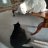 davidscat