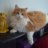 LoCarbCat