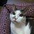 allicatmeow