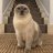 Toulouse’s Mom