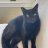 Mickey the cat