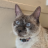 MadzMeow