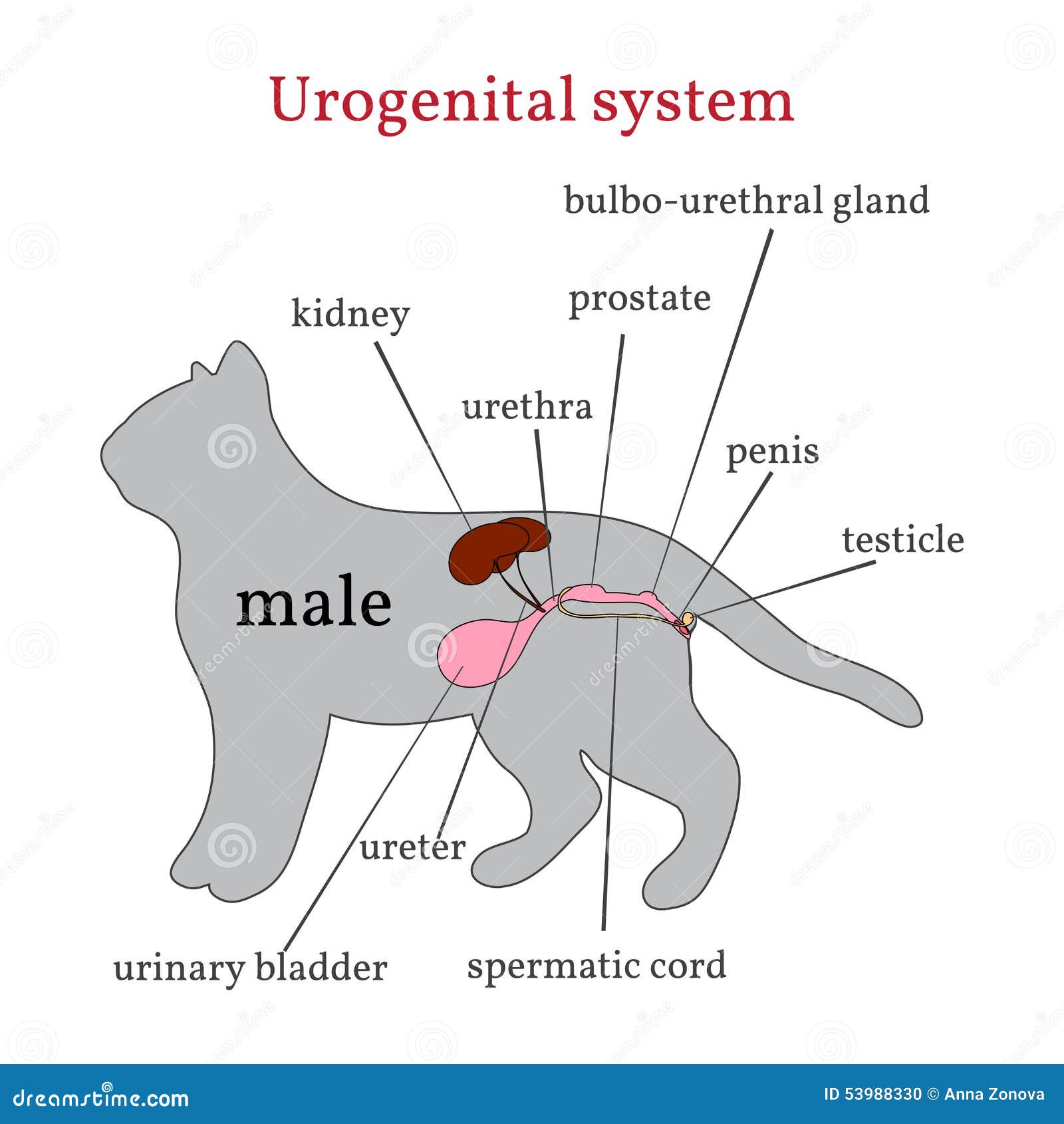 urogenital-system-male-cat-animal-vector-illustration-53988330.jpg