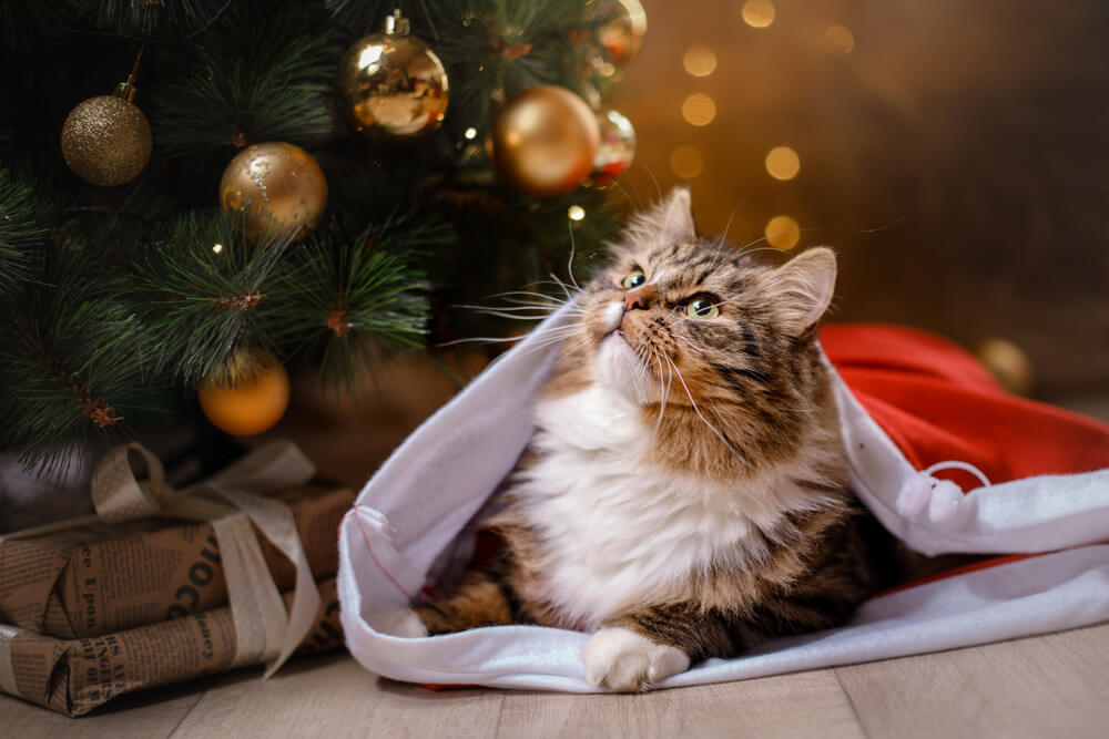 Keeping-your-cat-safe-at-Christmas.jpg