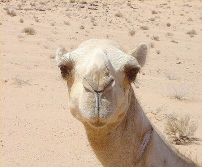 Camel-2.jpg