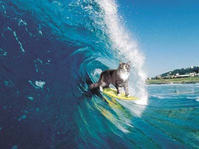 surfingkitty.jpg