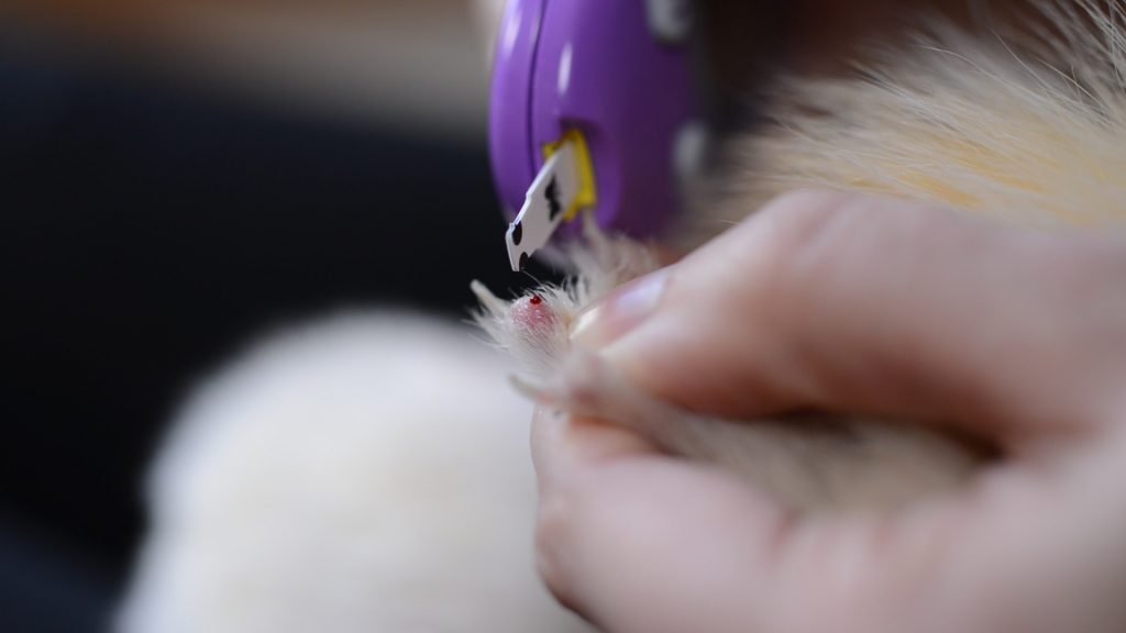ferret-alphatrak-how-1024x576.jpg