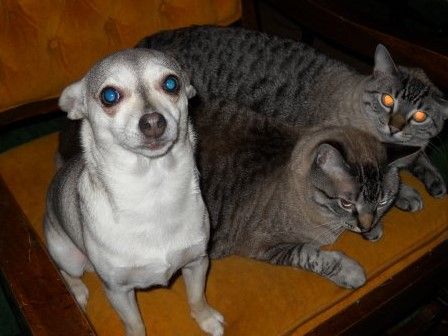suzie%20and%20cats_1.jpg
