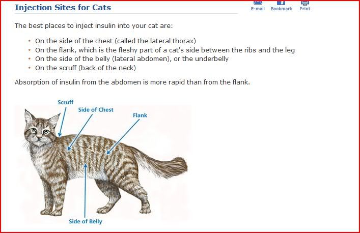 injsitesforcats1.jpg