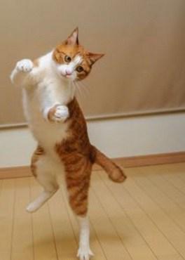 top-10-cats-dancing-at-the-new-years-eve-part-L-tA9ih3.jpeg