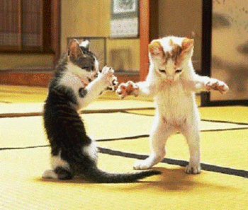cat_dance_2_thumb.gif